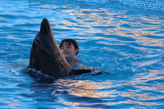 Swimming with Dolphins in Sharm El Sheikh – 15 Minutes
