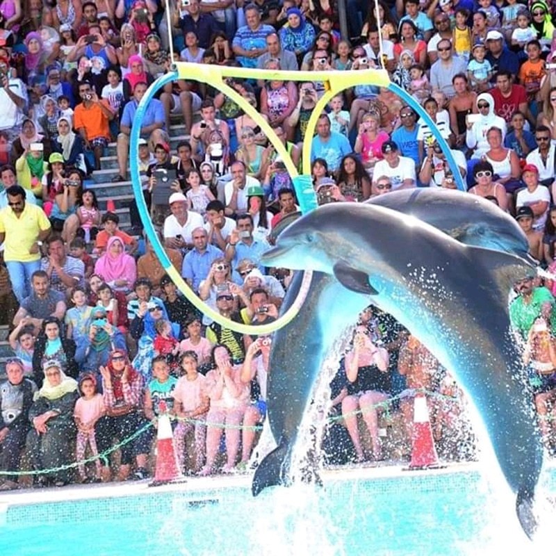 Dolphin Show in Sharm El Sheikh