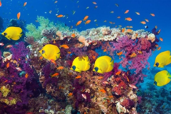 Ras Mohammed & White Island Yacht Trip from Sharm El Sheikh